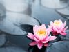 Lotus: The Sacred Flower Of Hinduism And Its Profound Spiritual Significance