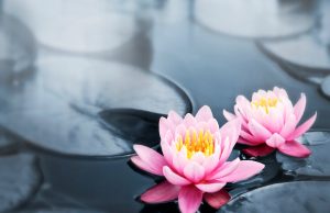 Lotus: The Sacred Flower Of Hinduism And Its Profound Spiritual Significance