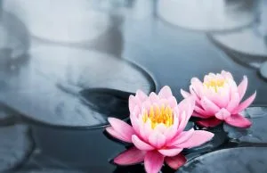 Lotus: The Sacred Flower Of Hinduism And Its Profound Spiritual Significance
