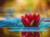 Understanding Hindu Symbolism: Decoding The Secrets Of Om, Swastika, And Lotus