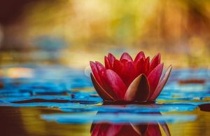 Understanding Hindu Symbolism: Decoding The Secrets Of Om, Swastika, And Lotus