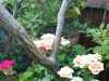 “the Transformative Nature Of Seva: Nurturing Your Soul Through Service”