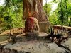 The Sacred Groves of India: Preserving Nature’s Sanctuaries The Sacred Groves of India