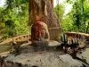The Sacred Groves of India: Preserving Nature’s Sanctuaries The Sacred Groves of India