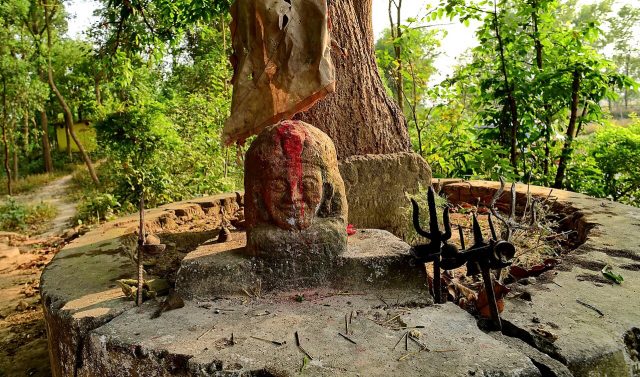 The Sacred Groves of India